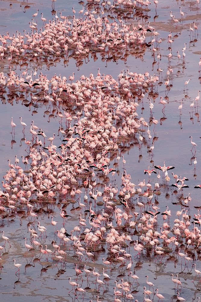 Africa-Tanzania-Aerial view of vast flock of Lesser Flamingos nesting in shallow salt waters